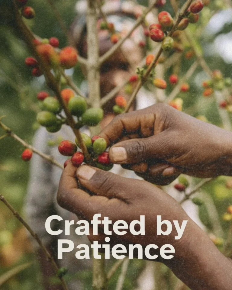 Our Products The rich aroma and smooth depth of PozCafé don’t just appear by chance. They’re born from patie (1)